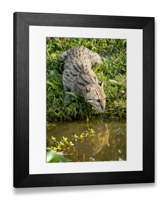 Framed Print : Female Fishing cat (Prionailurus viverrinus) hunting for fish in wetlands Framed Print : Female Fishing cat (Prionailurus viverrinus) hunting for fish in wetlands