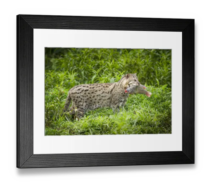 Framed Print : Female Fishing cat (Prionailurus viverrinus) with fish prey in mouth Framed Print : Female Fishing cat (Prionailurus viverrinus) with fish prey in mouth