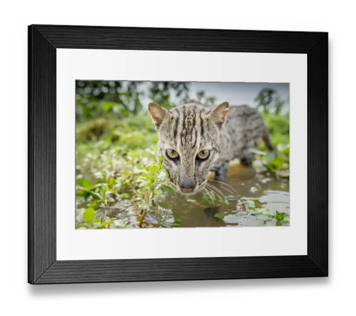 Framed Print : Fishing cat (Prionailurus viverrinus) hunting for fish in wetlands Framed Print : Fishing cat (Prionailurus viverrinus) hunting for fish in wetlands