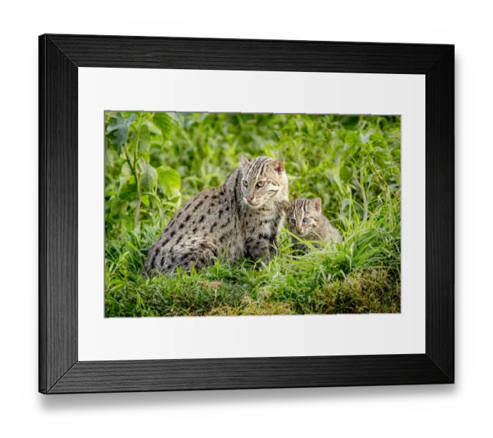 Framed Print : Fishing cat (Prionailurus viverrinus) with kitten, age 4 weeks, in wetlands