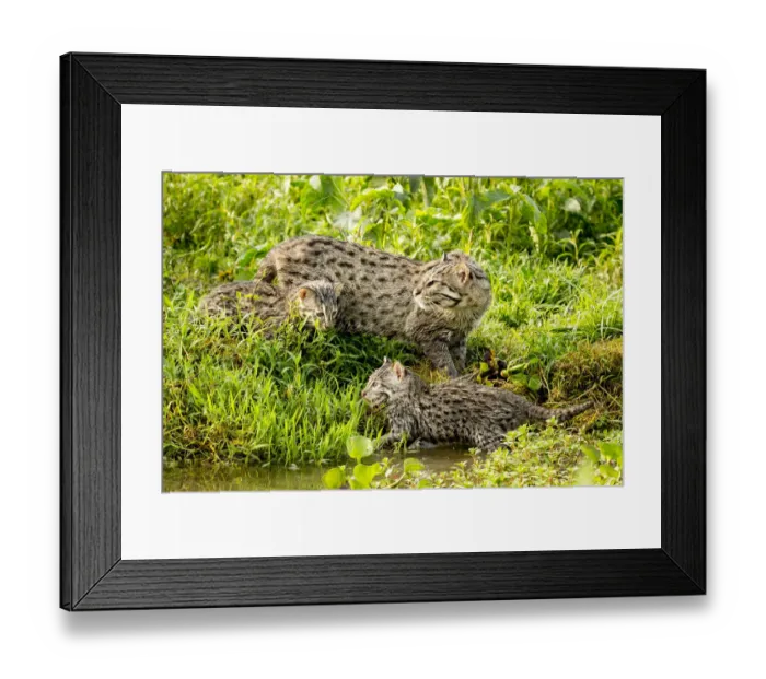 Framed Print : Fishing cat (Prionailurus viverrinus) with two kittens, age 4 weeks