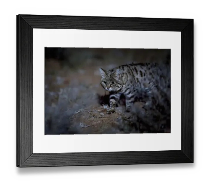 Framed Print : Female Black-footed cat (Felis nigripes) in the desert at night, Karoo, South Africa Framed Print : Female Black-footed cat (Felis nigripes) in the desert at night, Karoo, South Africa