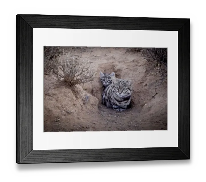 Framed Print : Female Black-footed cat (Felis nigripes) with kitten, at edge of burrow