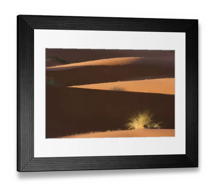 Framed Print : Desert vegetation in the dunes, Sahara desert, Erg Chebbi, Southern Morocco, Africa Framed Print : Desert vegetation in the dunes, Sahara desert, Erg Chebbi, Southern Morocco, Africa