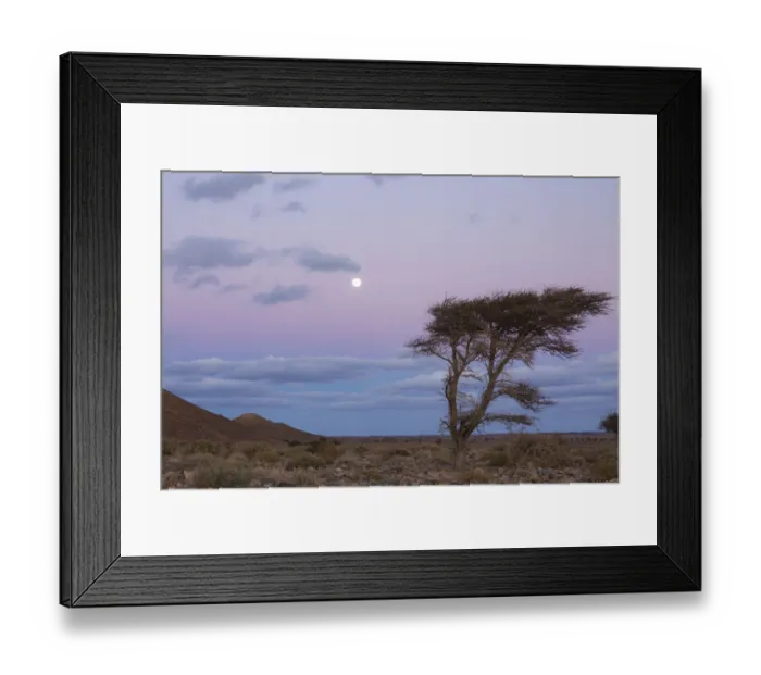Framed Print : Acacia tree at dusk, Sahara desert, Djebel Ouarkziz, Southern Morocco, Africa Framed Print : Acacia tree at dusk, Sahara desert, Djebel Ouarkziz, Southern Morocco, Africa