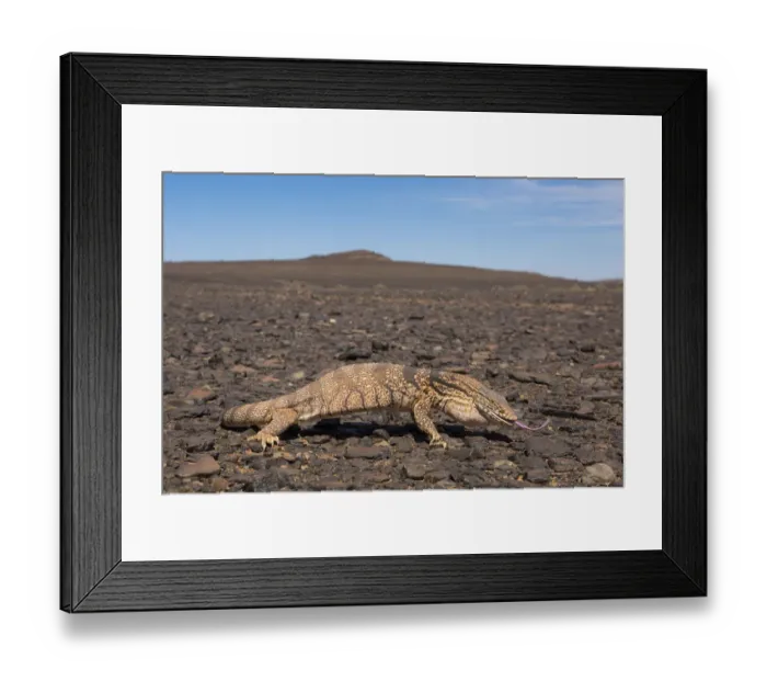 Framed Print : Desert monitor (Varanus griseus) on rocky desert landscape, Aydar, Southern Morocco Framed Print : Desert monitor (Varanus griseus) on rocky desert landscape, Aydar, Southern Morocco