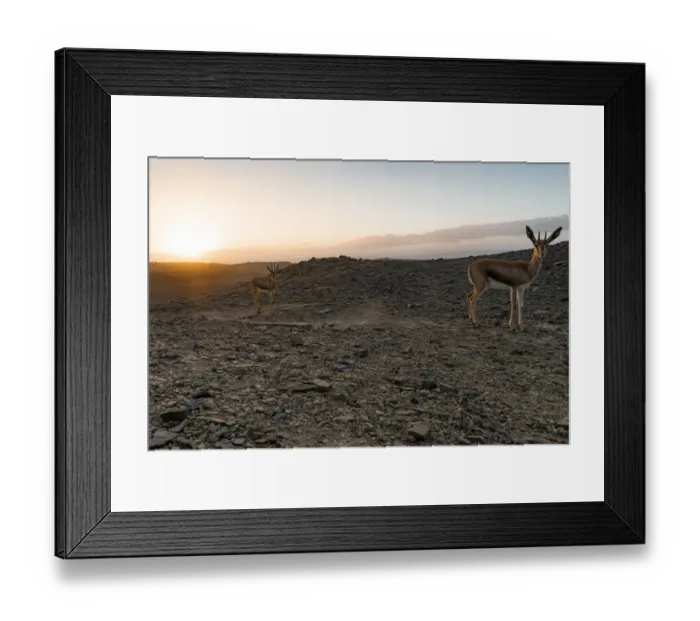 Framed Print : Female Cuviers gazelle (Gazella cuvieri) calf, age 6 months, with its mother Framed Print : Female Cuviers gazelle (Gazella cuvieri) calf, age 6 months, with its mother