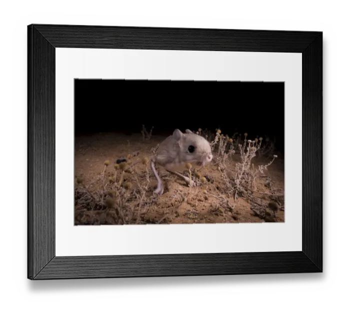 Framed Print : Lesser Egyptian jerboa (Jaculus jaculus) in the desert at night, Oued Afra Framed Print : Lesser Egyptian jerboa (Jaculus jaculus) in the desert at night, Oued Afra