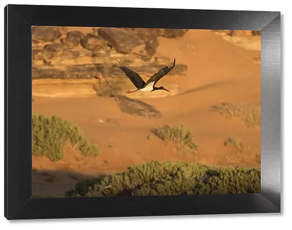 Black stork (Ciconia nigra) in flight during spring migration across the Sahara desert