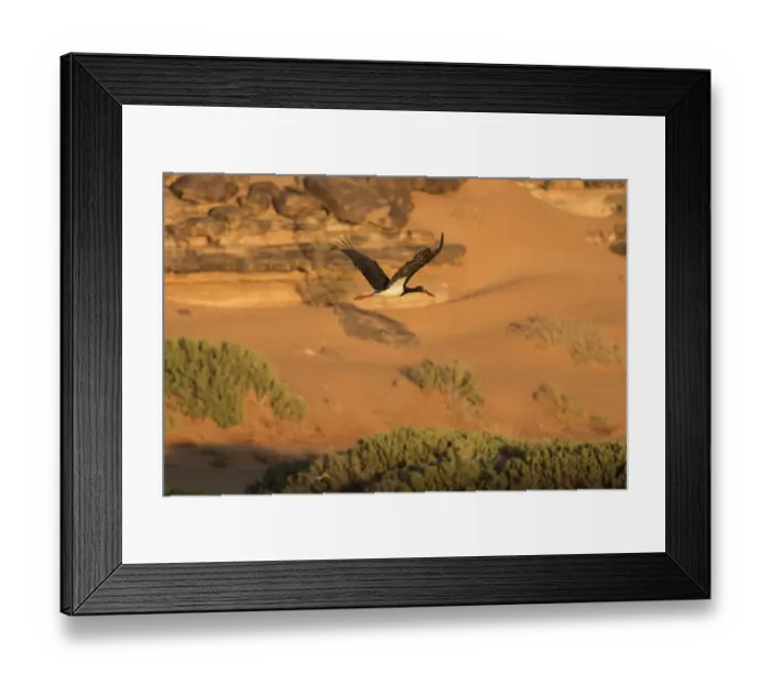 Framed Print : Black stork (Ciconia nigra) in flight during spring migration across the Sahara desert Framed Print : Black stork (Ciconia nigra) in flight during spring migration across the Sahara desert