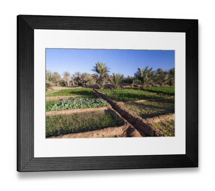 Framed Print : Small-scale cultivation, Ramlia Oasis, Sahara desert, Southern Morocco, Africa Framed Print : Small-scale cultivation, Ramlia Oasis, Sahara desert, Southern Morocco, Africa