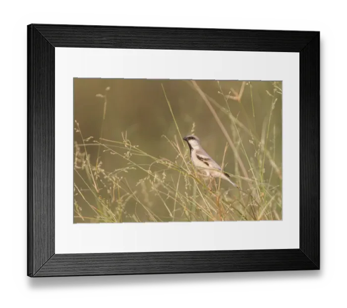 Framed Print : Desert sparrow (Passer simplex) perched in long grass, Aousserd, Western Sahara, Africa Framed Print : Desert sparrow (Passer simplex) perched in long grass, Aousserd, Western Sahara, Africa