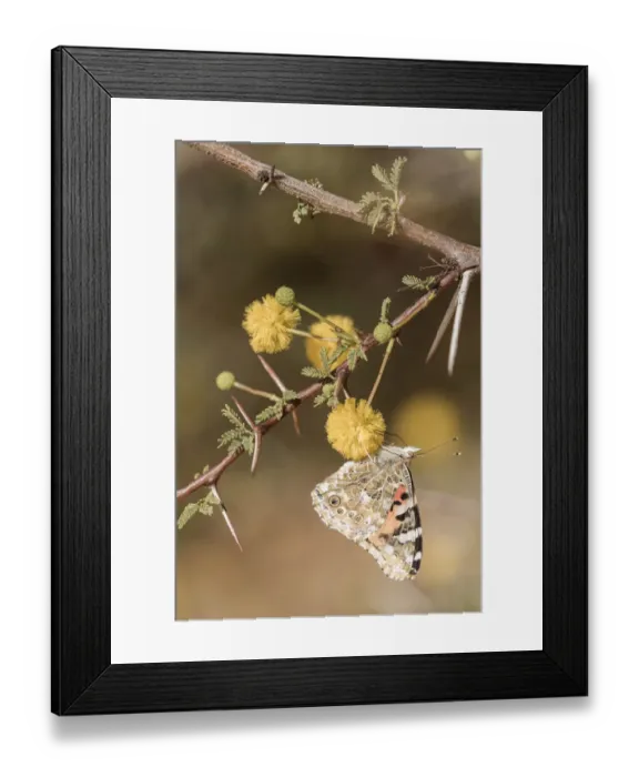 Framed Print : Painted lady (Vanessa cardui) sucking nectar from an acacia flower during spring Framed Print : Painted lady (Vanessa cardui) sucking nectar from an acacia flower during spring
