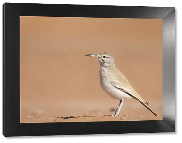 Greater hoopoe-lark (Alaemon alaudipes) standing on desert sand, Southern Morocco, Africa