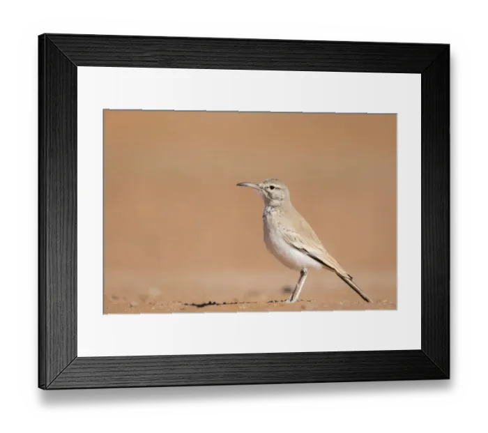 Framed Print : Greater hoopoe-lark (Alaemon alaudipes) standing on desert sand, Southern Morocco, Africa Framed Print : Greater hoopoe-lark (Alaemon alaudipes) standing on desert sand, Southern Morocco, Africa