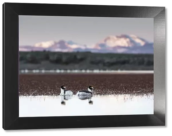Hooded grebes (Podiceps gallardoi) pair on lake, with mountains in Chile in background