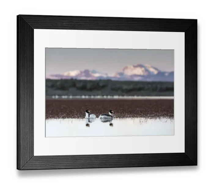 Framed Print : Hooded grebes (Podiceps gallardoi) pair on lake, with mountains in Chile in background Framed Print : Hooded grebes (Podiceps gallardoi) pair on lake, with mountains in Chile in background