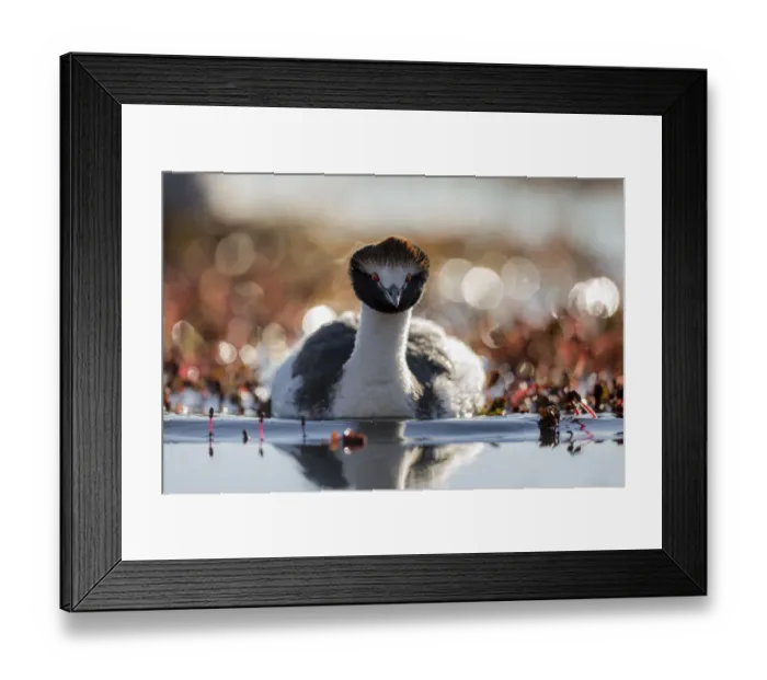 Framed Print : Hooded grebe (Podiceps gallardoi) on lake, Strobel plateau, Santa Cruz, Patagonia Framed Print : Hooded grebe (Podiceps gallardoi) on lake, Strobel plateau, Santa Cruz, Patagonia