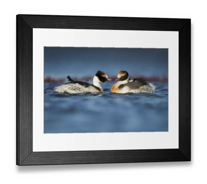 Framed Print : Hooded grebe (Podiceps gallardoi) pair on lake with chick perched on one parents back Framed Print : Hooded grebe (Podiceps gallardoi) pair on lake with chick perched on one parents back