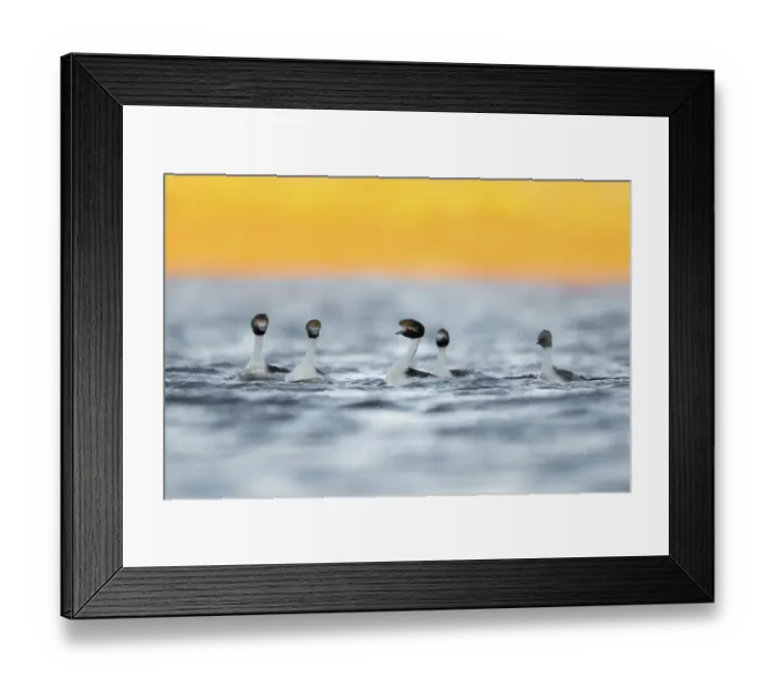 Framed Print : Hooded grebes (Podiceps gallardoi) and Silvery grebe (Podiceps occipitalis) Framed Print : Hooded grebes (Podiceps gallardoi) and Silvery grebe (Podiceps occipitalis)