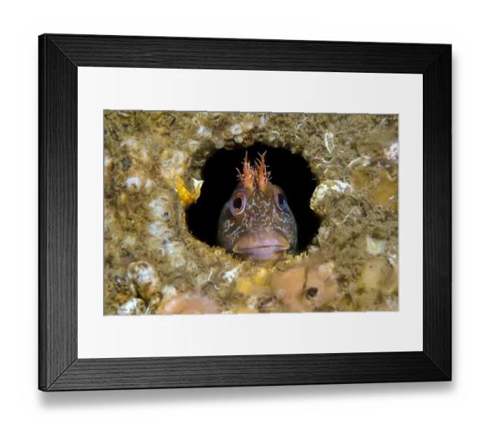 Framed Print : RF - Tompot blenny fish (Parablennius gattorugine) peering out from hole under Swanage Framed Print : RF - Tompot blenny fish (Parablennius gattorugine) peering out from hole under Swanage