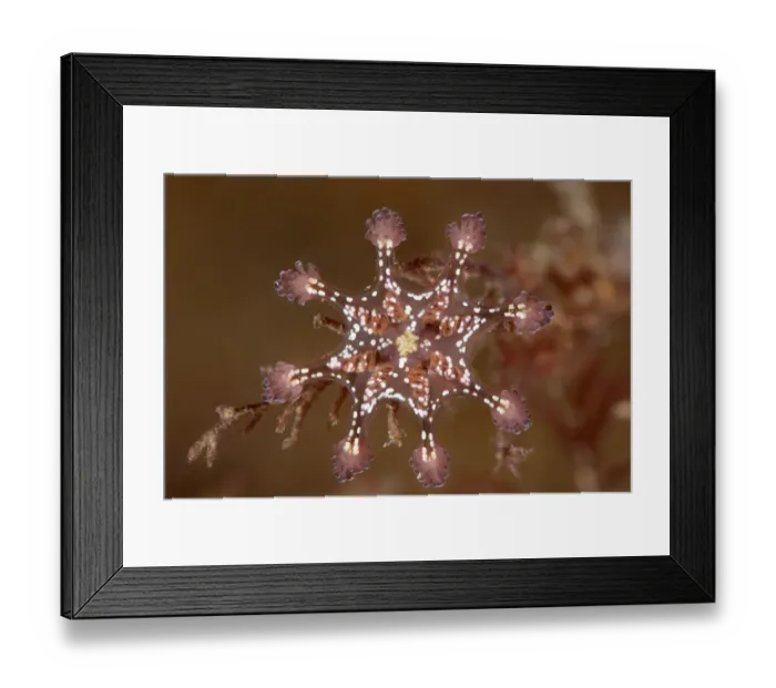 Framed Print : Detail of a St Johns stalked jellyfish (Calvadosia cruxmelitensis)