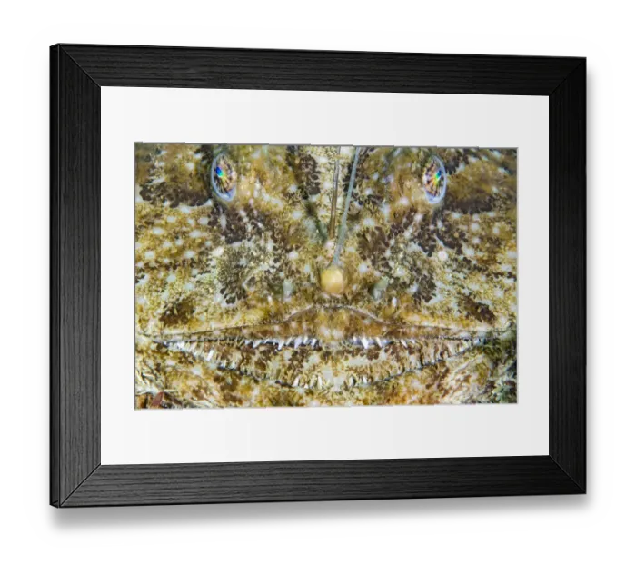 Framed Print : Face of an Anglerfish (Lophius piscatorius), Chesil Beach, Dorset, UK, English Channel Framed Print : Face of an Anglerfish (Lophius piscatorius), Chesil Beach, Dorset, UK, English Channel