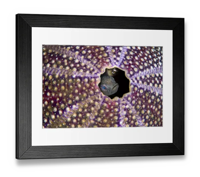 Framed Print : Pair of Spot gobies (Gobiusculus flavescens) nesting in a old Common sea urchin Framed Print : Pair of Spot gobies (Gobiusculus flavescens) nesting in a old Common sea urchin