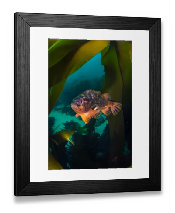 Framed Print : Male Lumpsucker (Cyclopterus lumpus) swimming through Kelp forest (Laminaria hyperborea) Framed Print : Male Lumpsucker (Cyclopterus lumpus) swimming through Kelp forest (Laminaria hyperborea)