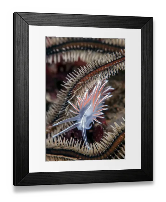 Framed Print : Nudibranch (Fjordia lineata) crawling amongst the legs of a Black brittlestar Framed Print : Nudibranch (Fjordia lineata) crawling amongst the legs of a Black brittlestar