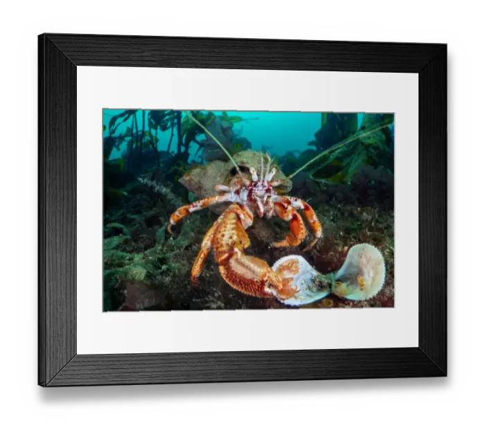 Framed Print : Common hermit crab (Pagurus bernhardus) feeding on a Flame shell (Limaria hians) Framed Print : Common hermit crab (Pagurus bernhardus) feeding on a Flame shell (Limaria hians)