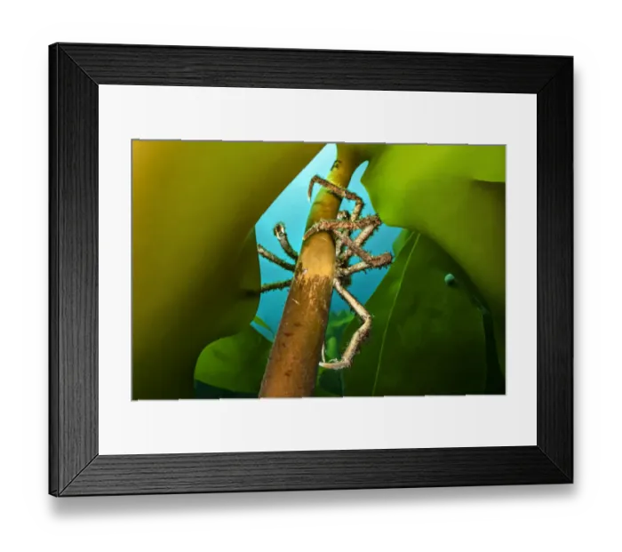 Framed Print : Spider crab (Hyas sp. ) scaling the stipe of Cuvie kelp (Laminaria hyperborea) Framed Print : Spider crab (Hyas sp. ) scaling the stipe of Cuvie kelp (Laminaria hyperborea)