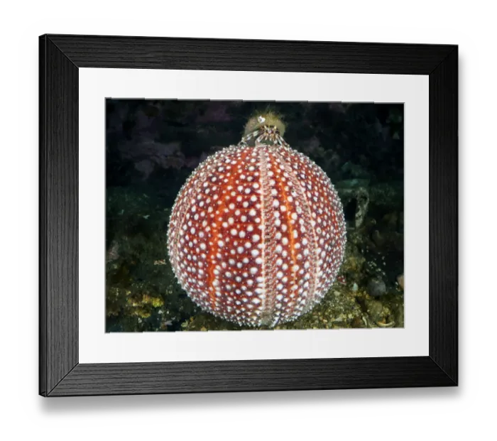 Framed Print : Common hermit crab (Pagurus bernhardus) crawling on top of Common sea urchin