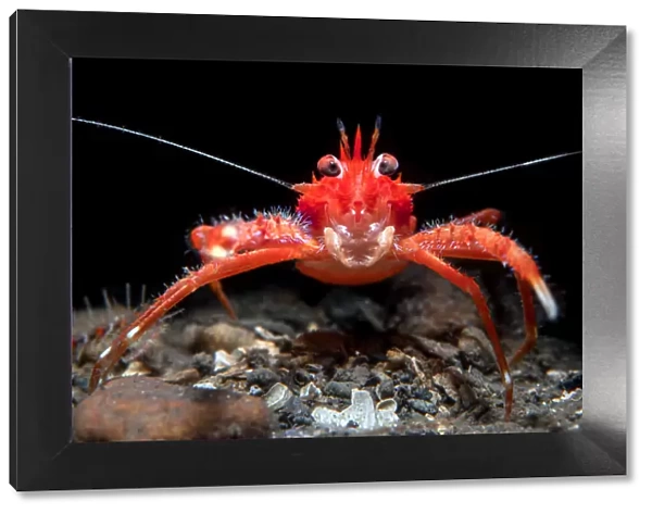 Young Long clawed squat lobster (Munida rugosa), portrait, Loch Linnhe, The Highlands