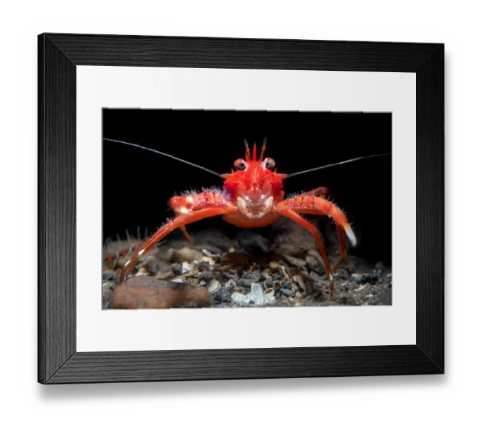 Framed Print : Young Long clawed squat lobster (Munida rugosa), portrait, Loch Linnhe, The Highlands Framed Print : Young Long clawed squat lobster (Munida rugosa), portrait, Loch Linnhe, The Highlands