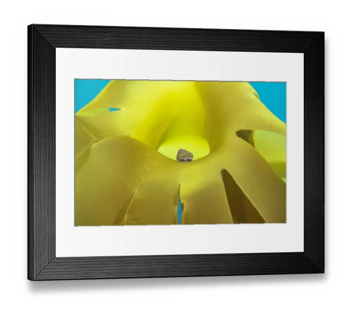 Framed Print : Grey top-shell (Gibbula cineraria) grazing on Golden kelp (Laminaria ochroleuca) Framed Print : Grey top-shell (Gibbula cineraria) grazing on Golden kelp (Laminaria ochroleuca)