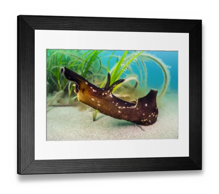 Framed Print : A large herbivorous Seahare (Aplysia punctata) crawling around a Common eelgrass Framed Print : A large herbivorous Seahare (Aplysia punctata) crawling around a Common eelgrass