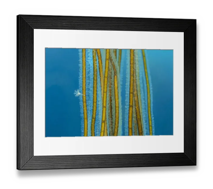 Framed Print : Small Stalked jellyfish (Calvadosia sp. ) attached to Bootlace weed / Mermaid Framed Print : Small Stalked jellyfish (Calvadosia sp. ) attached to Bootlace weed / Mermaid