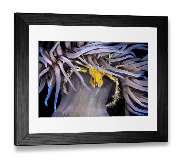 Framed Print : Leachs spider crab (Inachus phalangium) sheltering beneath the stinging tentacles of Framed Print : Leachs spider crab (Inachus phalangium) sheltering beneath the stinging tentacles of
