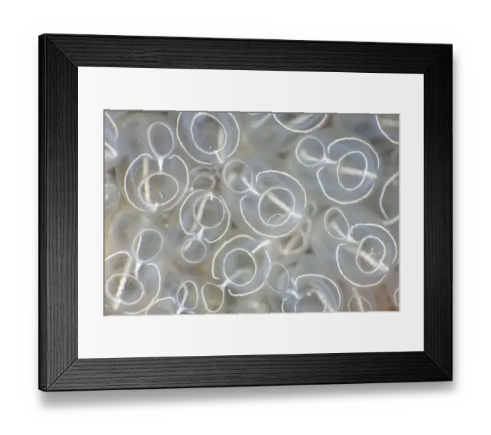 Framed Print : Detail of Light-bulb sea squirts (Clavelina lepadiformis), Swanage, Dorset, UK Framed Print : Detail of Light-bulb sea squirts (Clavelina lepadiformis), Swanage, Dorset, UK