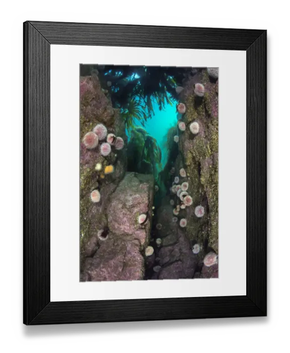 Framed Print : Aggregation of Common sea urchins (Echinus esculentus) beneath Cuvie kelp Framed Print : Aggregation of Common sea urchins (Echinus esculentus) beneath Cuvie kelp