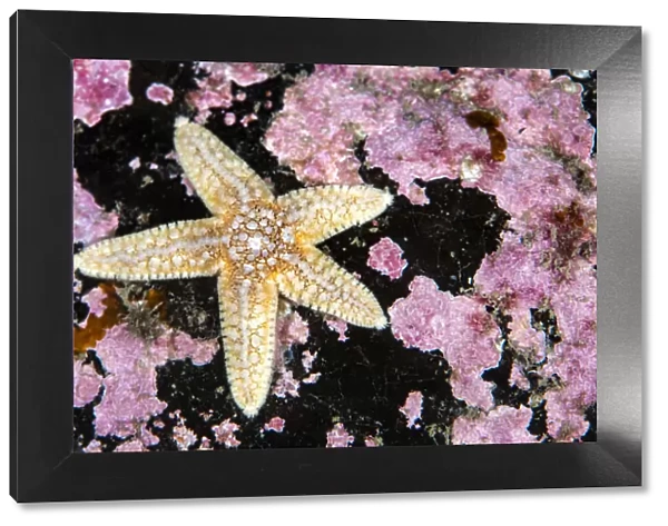 Common starfish (Asterias rubens) with pink encrusting algae, Farne Islands