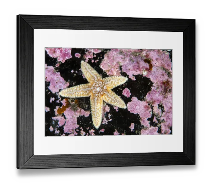 Framed Print : Common starfish (Asterias rubens) with pink encrusting algae, Farne Islands Framed Print : Common starfish (Asterias rubens) with pink encrusting algae, Farne Islands