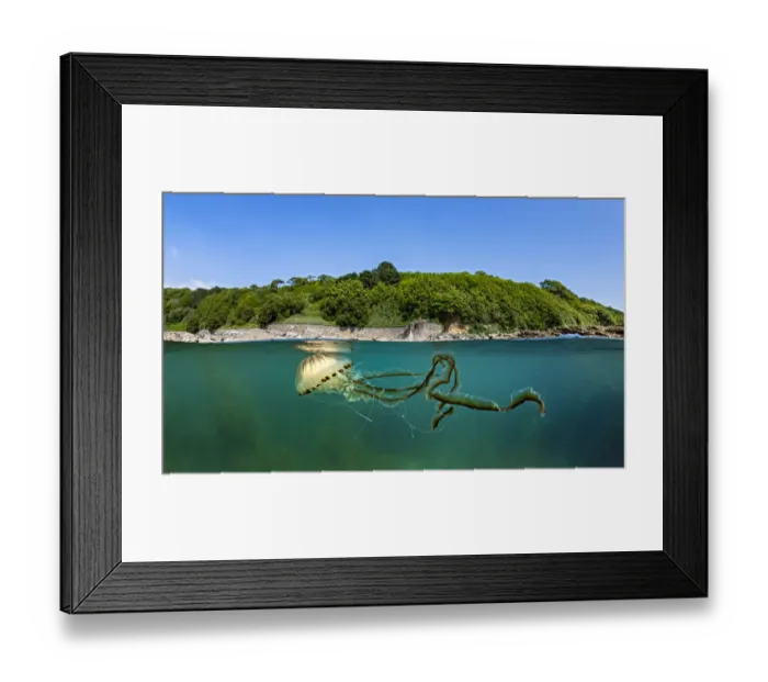 Framed Print : Compass jellyfish (Chrysaora hysoscella) swimming near surface, Cornwall, UK