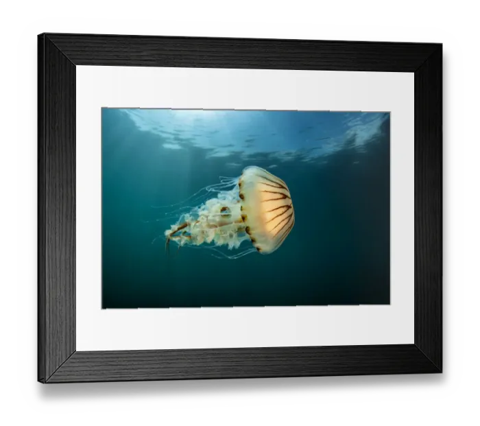 Framed Print : Compass jellyfish (Chrysaora hysoscella) swimming near the surface, Cornwall, UK Framed Print : Compass jellyfish (Chrysaora hysoscella) swimming near the surface, Cornwall, UK