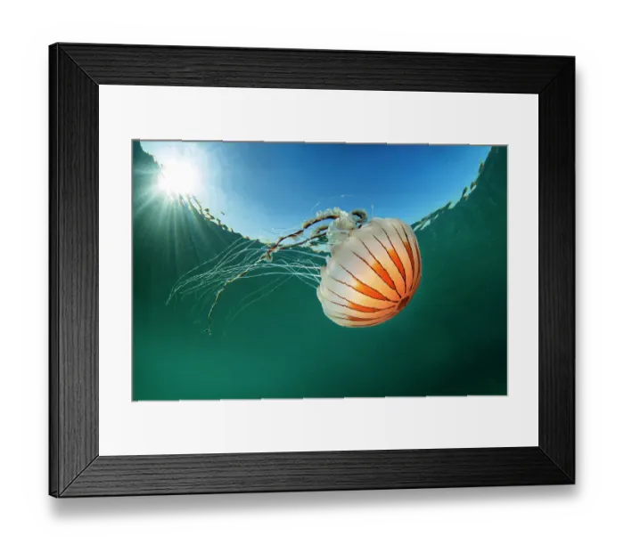 Framed Print : Compass jellyfish (Chrysaora hysoscella) with sunburst close to the surface, Talland Bay, Cornwall, UK, English Channel Framed Print : Compass jellyfish (Chrysaora hysoscella) with sunburst close to the surface, Talland Bay, Cornwall, UK, English Channel