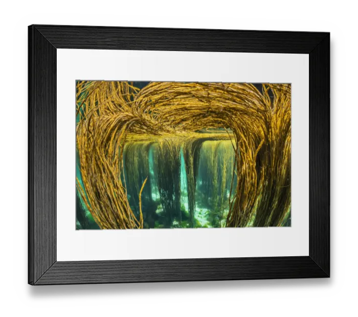 Framed Print : Spaghetti seaweed / Thong weed (Himanthalia elongata) forest reaching up to water surface Framed Print : Spaghetti seaweed / Thong weed (Himanthalia elongata) forest reaching up to water surface