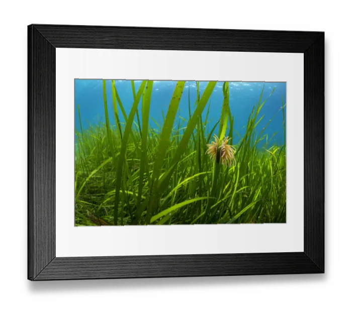 Framed Print : Snakelocks anemone (Anemonia viridis) growing on a stalk of Eelgrass (Zostera marina) Framed Print : Snakelocks anemone (Anemonia viridis) growing on a stalk of Eelgrass (Zostera marina)