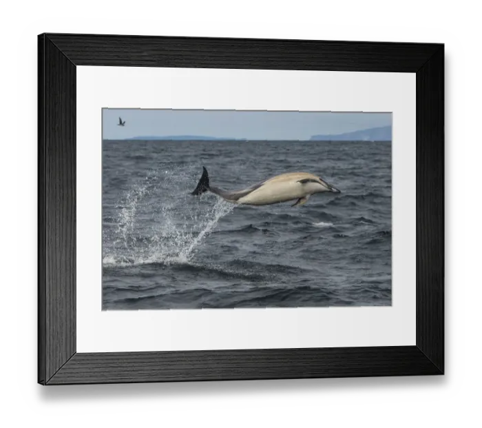 Framed Print : Common dolphin (Delphinus delphis) leaping out of sea, Isle of Coll, Inner Hebrides Framed Print : Common dolphin (Delphinus delphis) leaping out of sea, Isle of Coll, Inner Hebrides