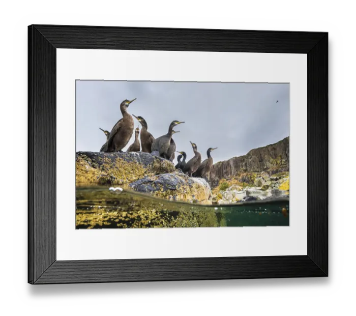 Framed Print : Adult Shags (Phalacrocorax aristotelis) with young, gathered on rocks, Treshnish Isles Framed Print : Adult Shags (Phalacrocorax aristotelis) with young, gathered on rocks, Treshnish Isles